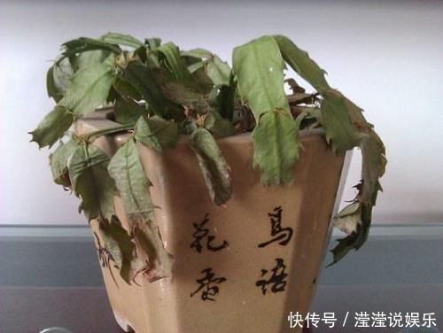 蟹爪兰|夏季这3种花可别入手，养一盆死一盆，过了夏天就剩空盆