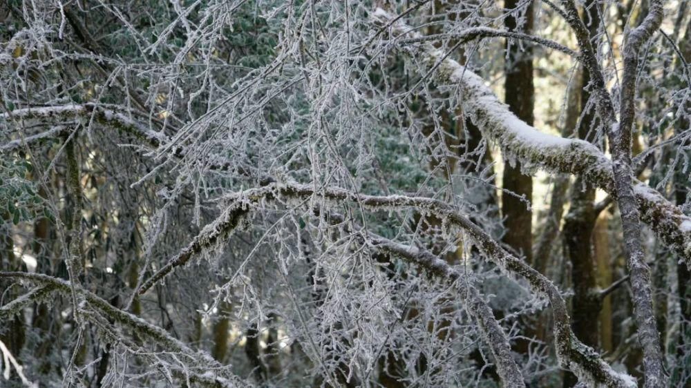 情结|云海与雪景、雾凇齐聚,惊艳了鸡足山的冬天!