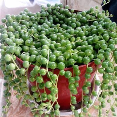 珍珠吊兰这样养，一根一串佛玉珠，颗粒粒喝饱水，价格翻了好几倍