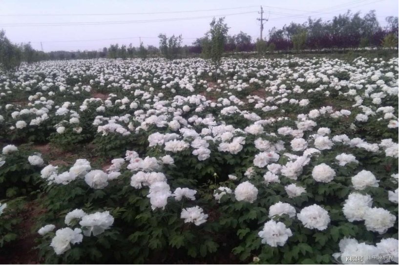 花香变油香，“富贵花”催动产业升级