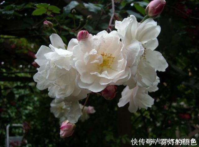 20款古老月季。数百年唯美传承,个个经典又抗病。远胜现代月季