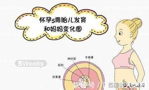 发育|怀孕5个月肚子显怀吗?5个月胎儿发育得怎么样?你想要的都全了
