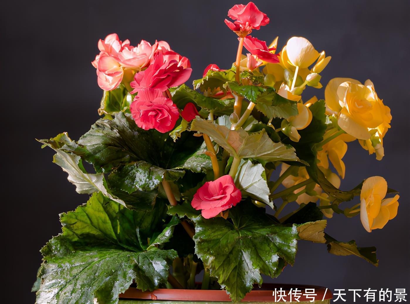 花期|5种漂亮花,越晒越开花,暴晒也不怕,开成“花疙瘩”