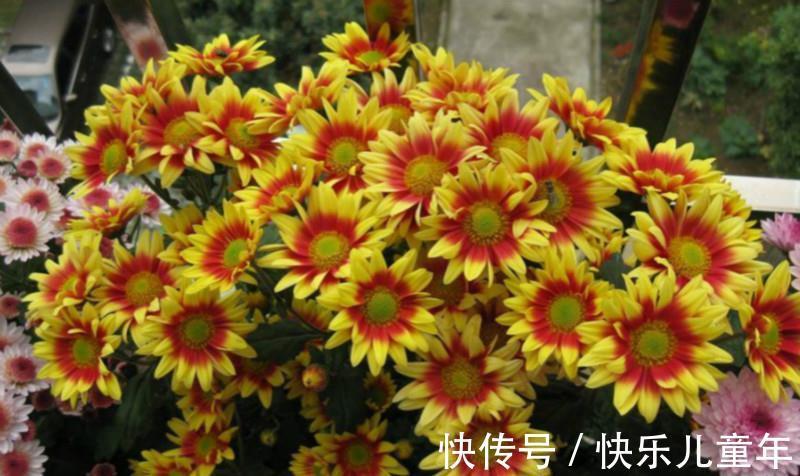 爆盆|此种花,养在防盗窗也能爆盆,现在正是它的主场