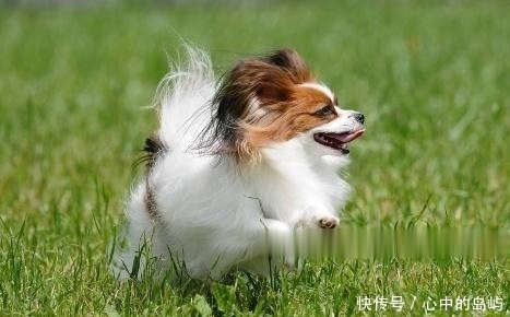 确实|古代的百姓,不小心被狗咬了,该如何应对?老祖宗的做法确实很赞