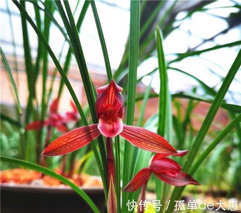 春兰|它是兰花界无法超越的经典,红杆红花,兰香浓郁,新手也能养好