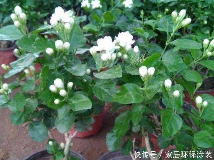 4种花花色柔美,花朵烂漫迷人,好养易活美爆了