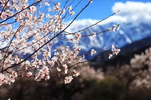 终于官宣：林芝桃花节时间定了！