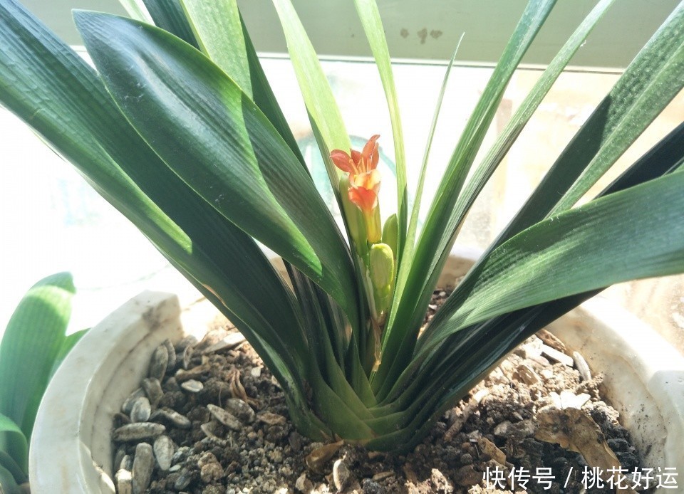 生命|君子兰六年了第一次开花,还夹箭了,是否意味着生命结束了?