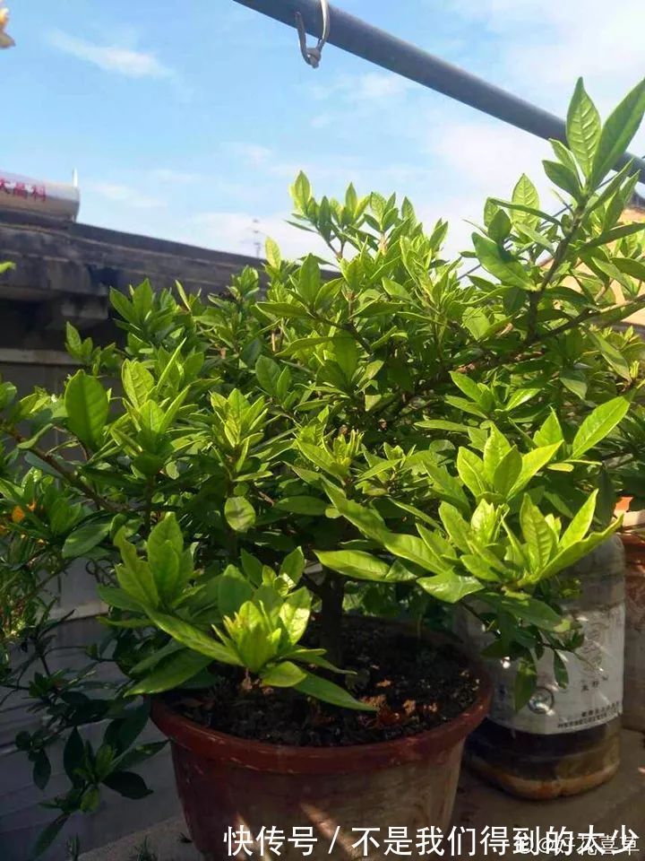 养花技巧最难养的花,买多少死多少,想想就生气!