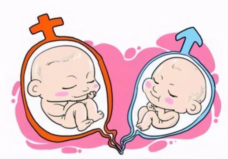 生男生女|胎儿性别是什么时候形成的？“生男生女”，谁的决定权大？