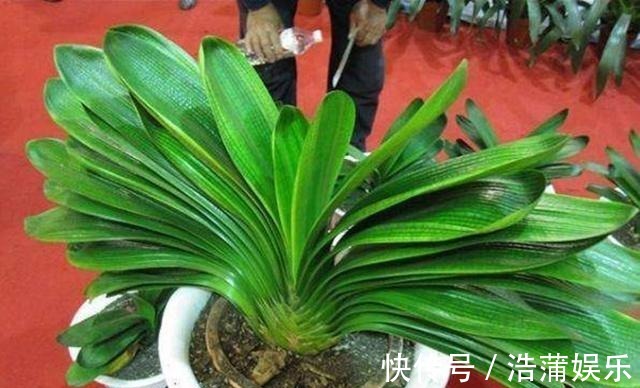 花盆|什么淘米水、柳树枝,都不如花盆撒把它,君子兰“打鸡血”猛开花