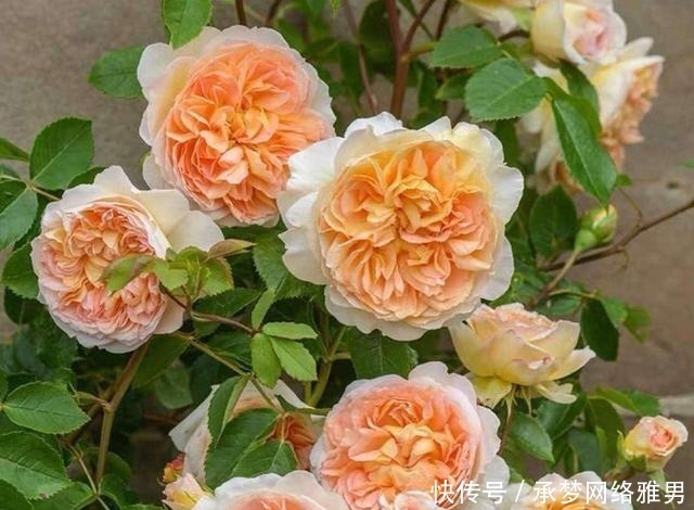 开爆|爱你的小花匠,七夕前,养好了20种月季花,随便1种都已开爆盆