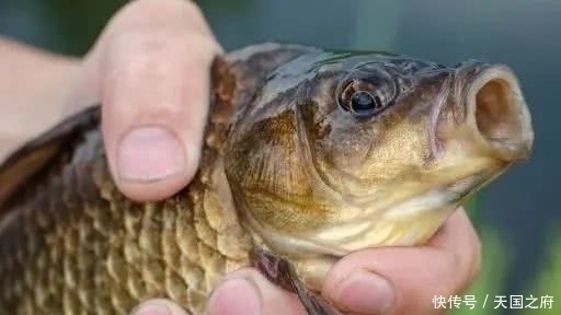水草|初夏的鲫鱼实在是好钓,只需留意5小点,轻而易举的爆护