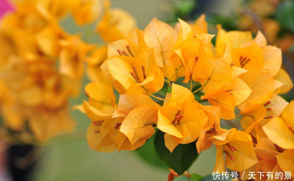 养分|三角梅只长叶不开花,除了光照和养分,再做2件事,能快速长花苞