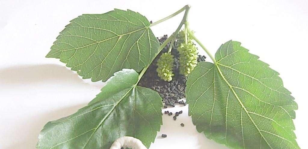 本草纲目|李时珍一生谨慎，却独赞一方治脑梗后遗偏瘫，值得研究