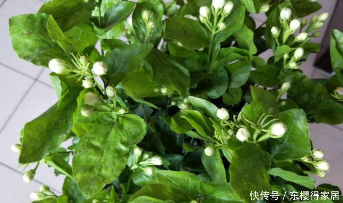 盆栽|养茉莉,夏季完美避开这3个难题,花多香味大,爆满盆