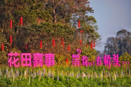 随手一拍就是大片！这个七彩花田成市民新春假期打卡地