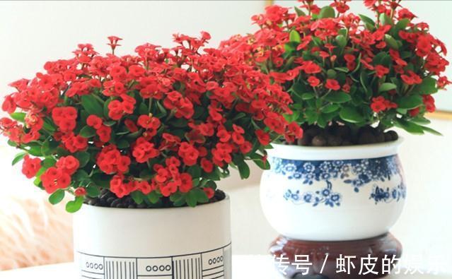 7种“勤快花”,就是“花机器”,365天开不败,从来不嫌累