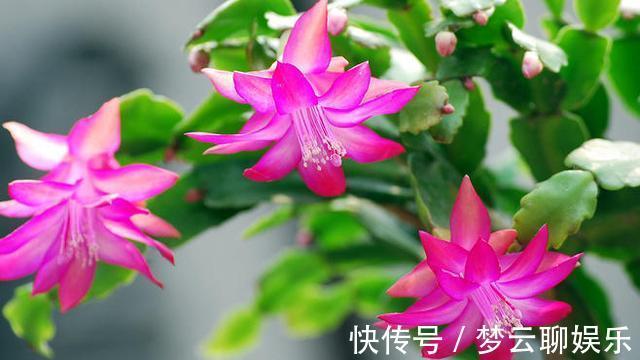 肥料|蟹爪兰开败了，“肥料”一定要给足，叶子厚实有力，下次开花变多