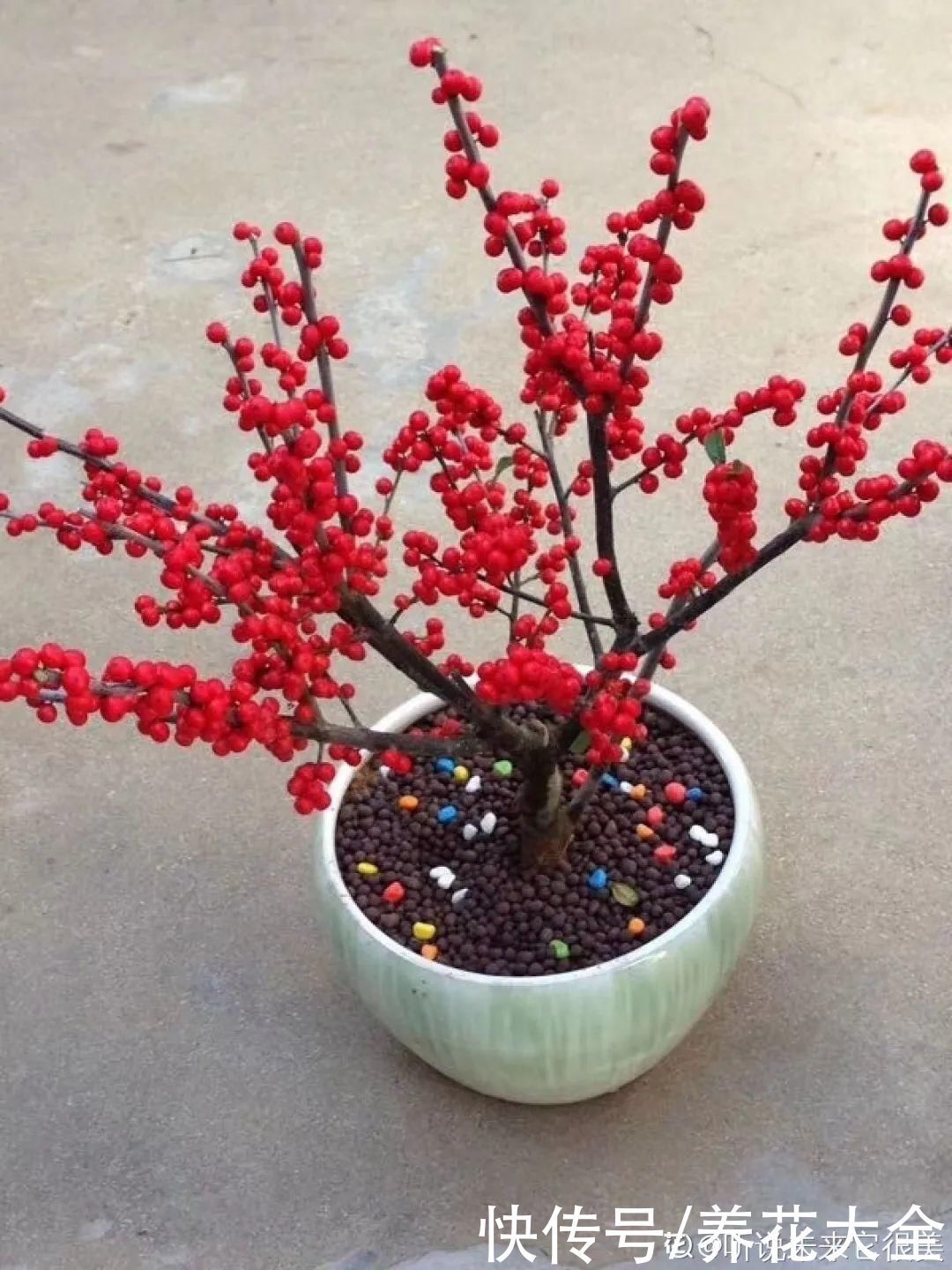 农村当柴烧的花，原来可以当盆景，给一千块也不卖