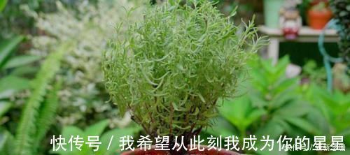 阳台上|家中存在2类花要趁早搬离，它们对健康无益，放到室内弊端多