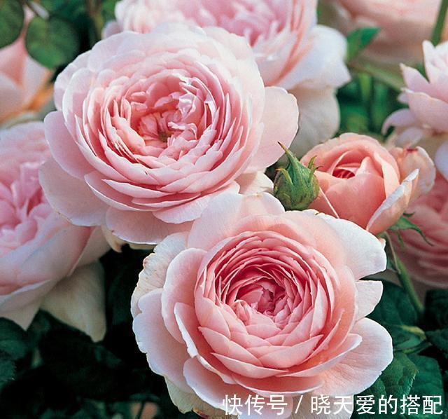 花友|适合新手的三款月季，花型饱满花期长，半封闭阳台也能种