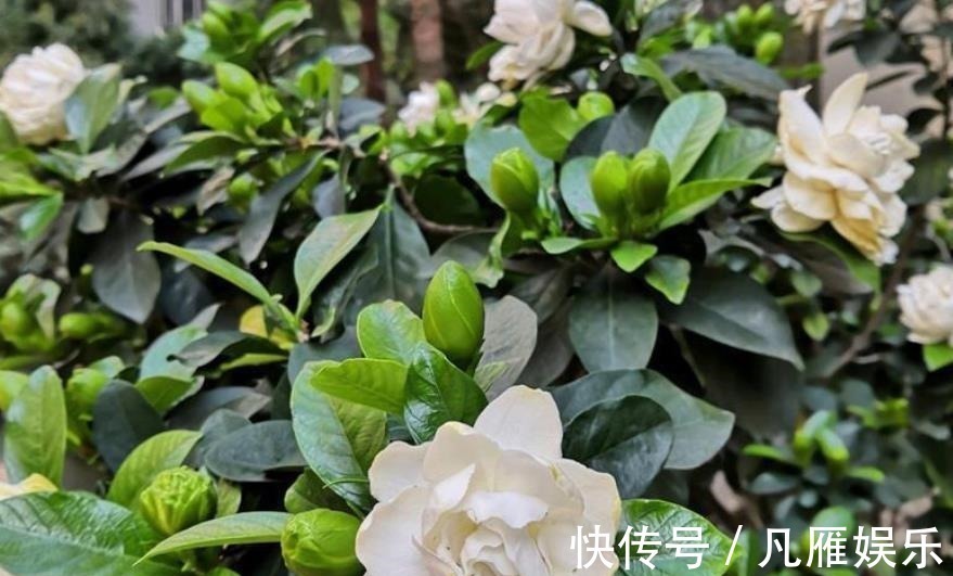 花养不好都是浇水浇死的,家庭花卉分三类,它们浇水方式都不一样