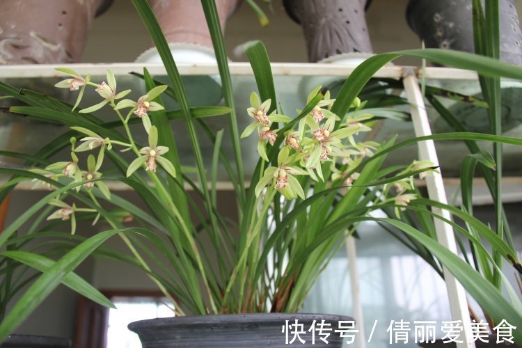 几百块一盆的君子兰,却敌不过这种小溪边挖回的建兰,年年开花