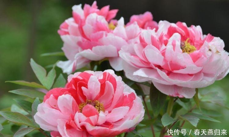 4种花是花中劳模,一年四季开花不断,花朵美艳迷人