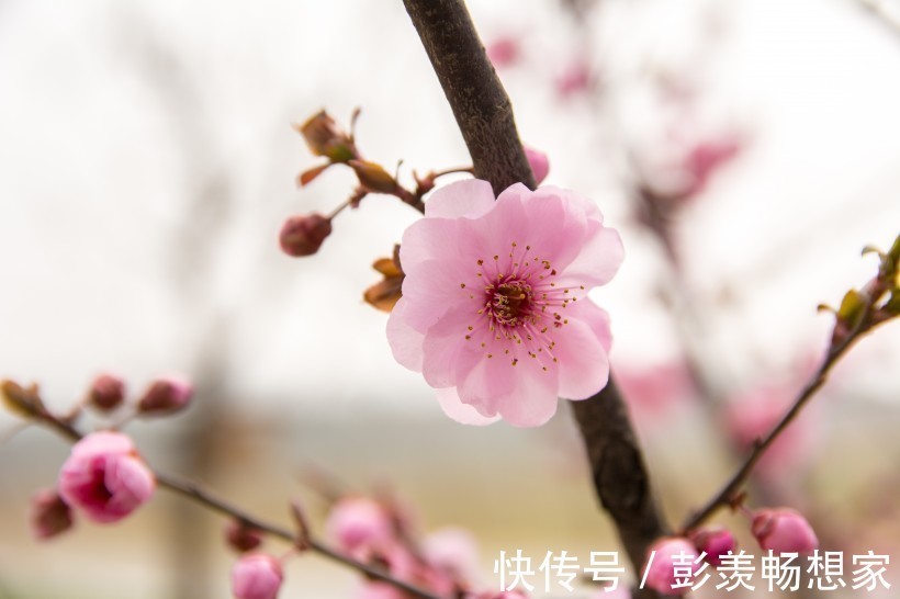 四大生肖|十二生肖里，人生多遇大起大落的四大生肖，事事很难预料！