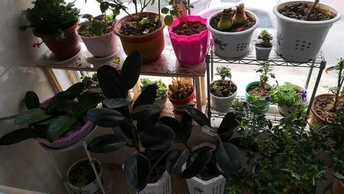 鸡蛋壳|拿到蛋壳别急着养花,按“这要求”处理,给植物施肥才不出问题