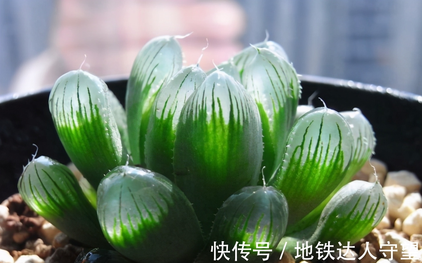 多肉玉露,阳台养就2个要点,养得圆润饱满,晶莹透亮像“水晶”