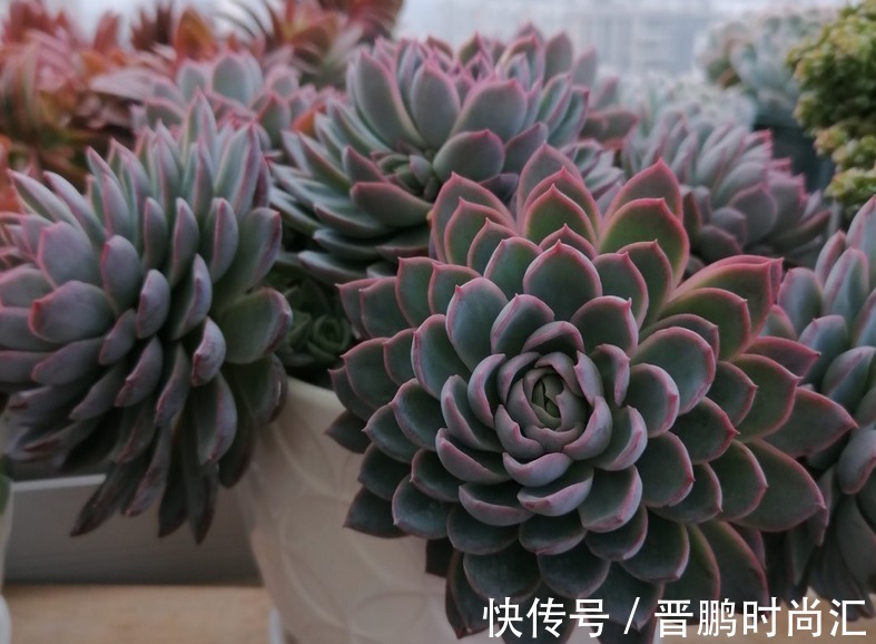 养群生多肉紫罗兰女王,季节交替、温度巨变,当多注意这4点