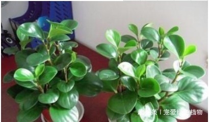 有害气体|养上“3种花”,就像请了“守护神”,一家老小“身体好”!