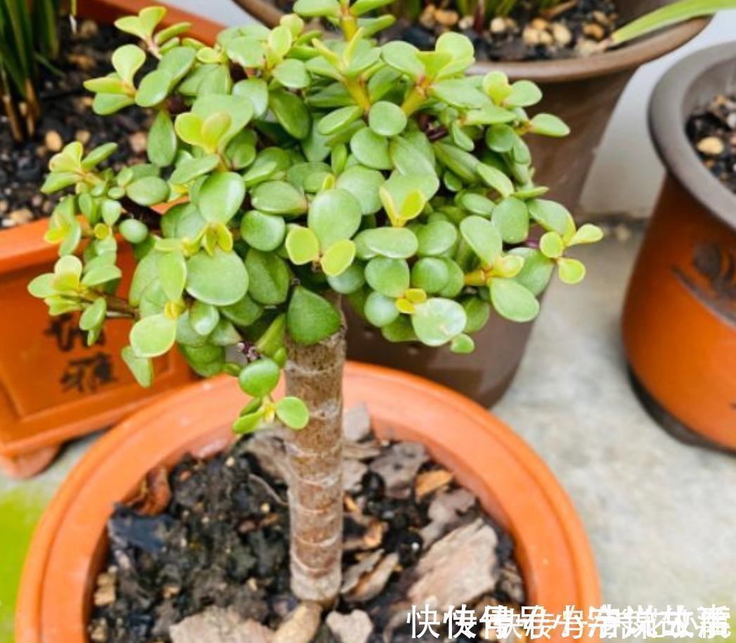 植株|金枝玉叶,养成造型优美的盆景,需要做好几个关键事项