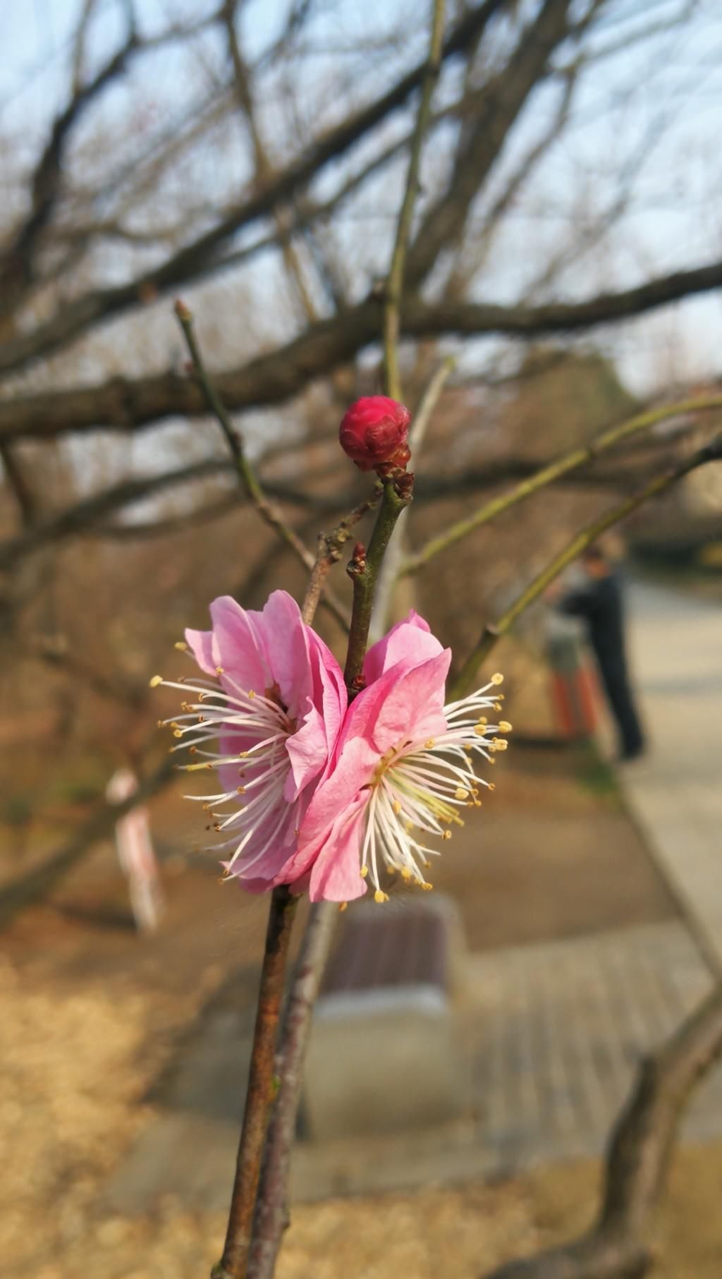 春色|“并蒂梅花”亮相梅花节？