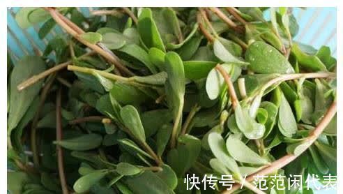 清热解毒|胃病的“大救星”来了,经常吃它,保护胃黏膜改善多年老胃病