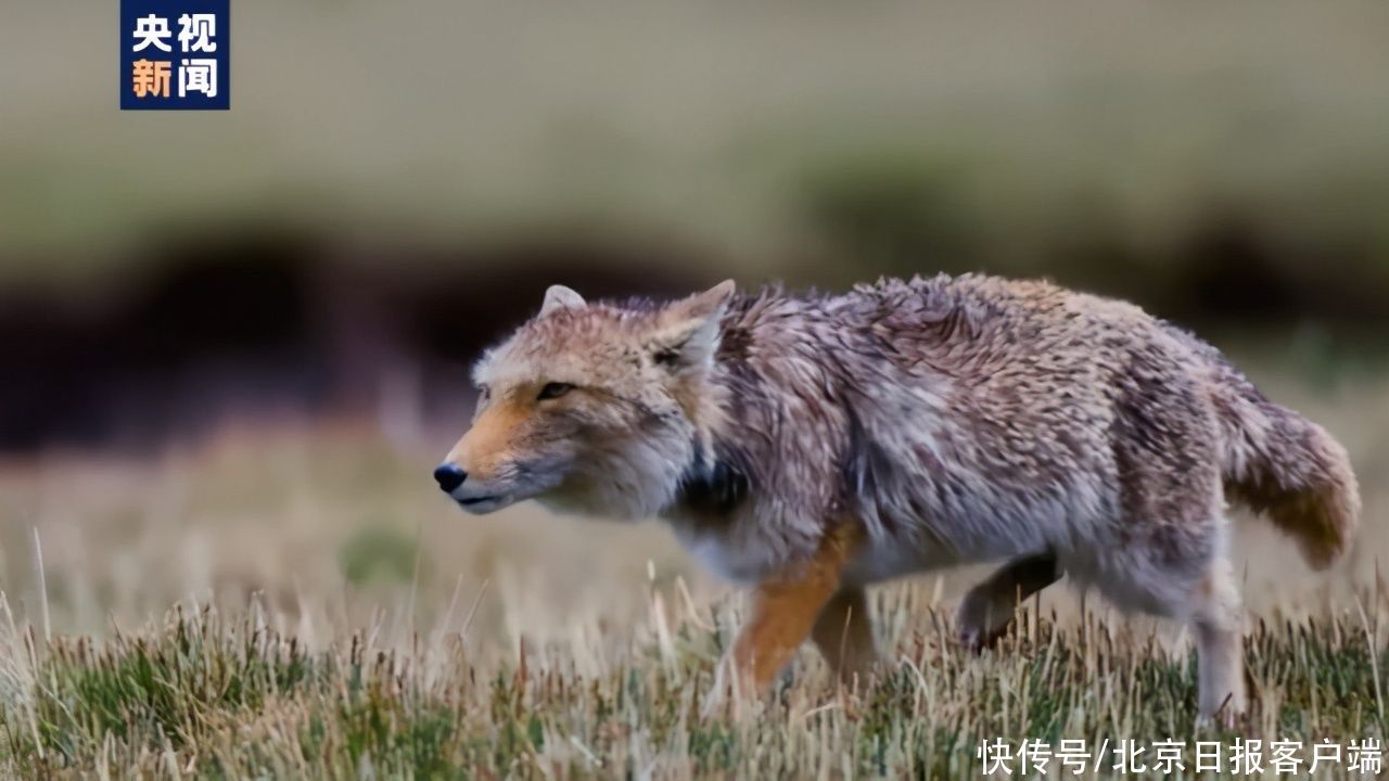 全景|风光壮美 动植物丰富……青海首次发布长江源头高清全景影像