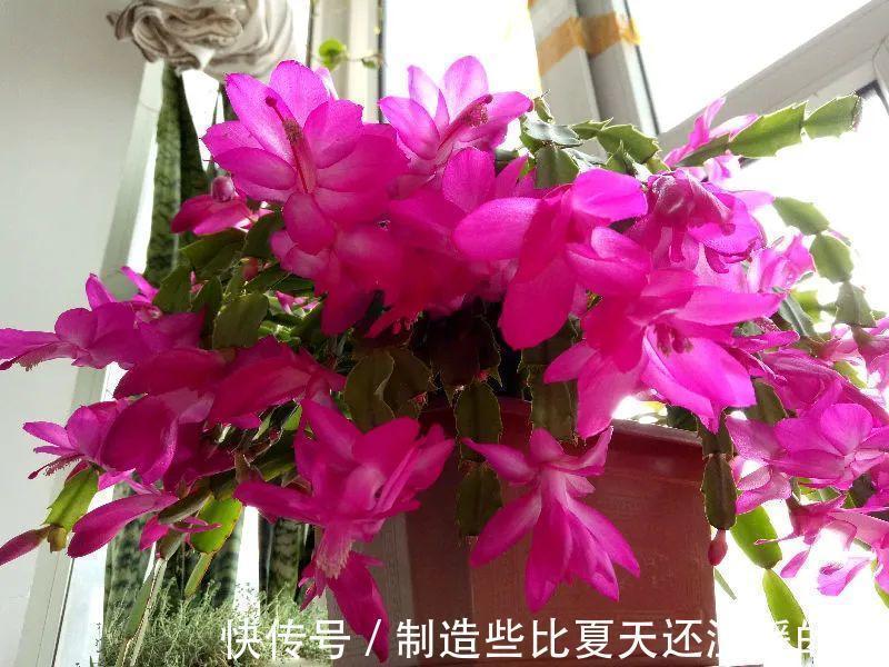 要点|养护蟹爪兰,要注意8个要点,才能开出仙气飘飘花