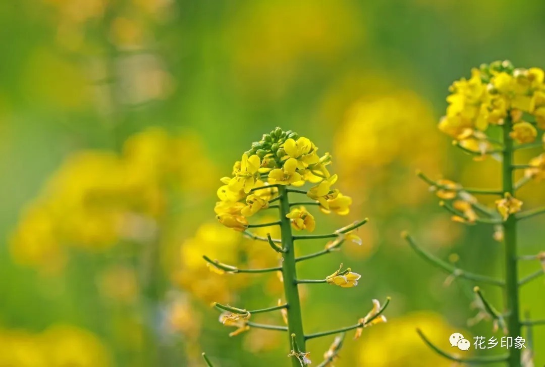 春天的“课代表”——油菜花开了！