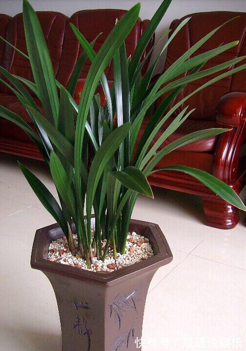 春兰惠兰建兰傻傻分不清楚看一点就明白，注意遮阴浇水，花特多