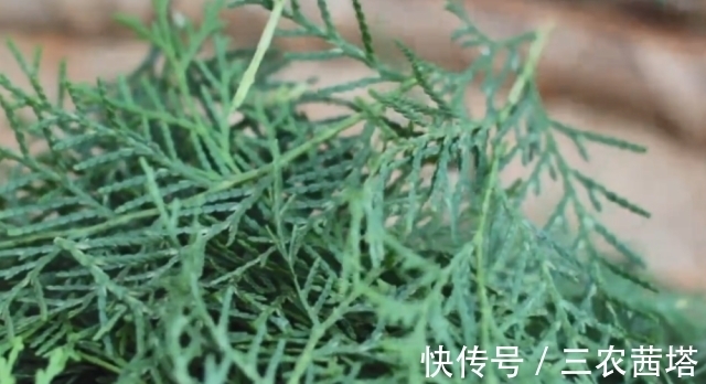 白发|农村一种野生“乌发”植物,熬水洗头摆脱白发脱发,遇到请珍惜!