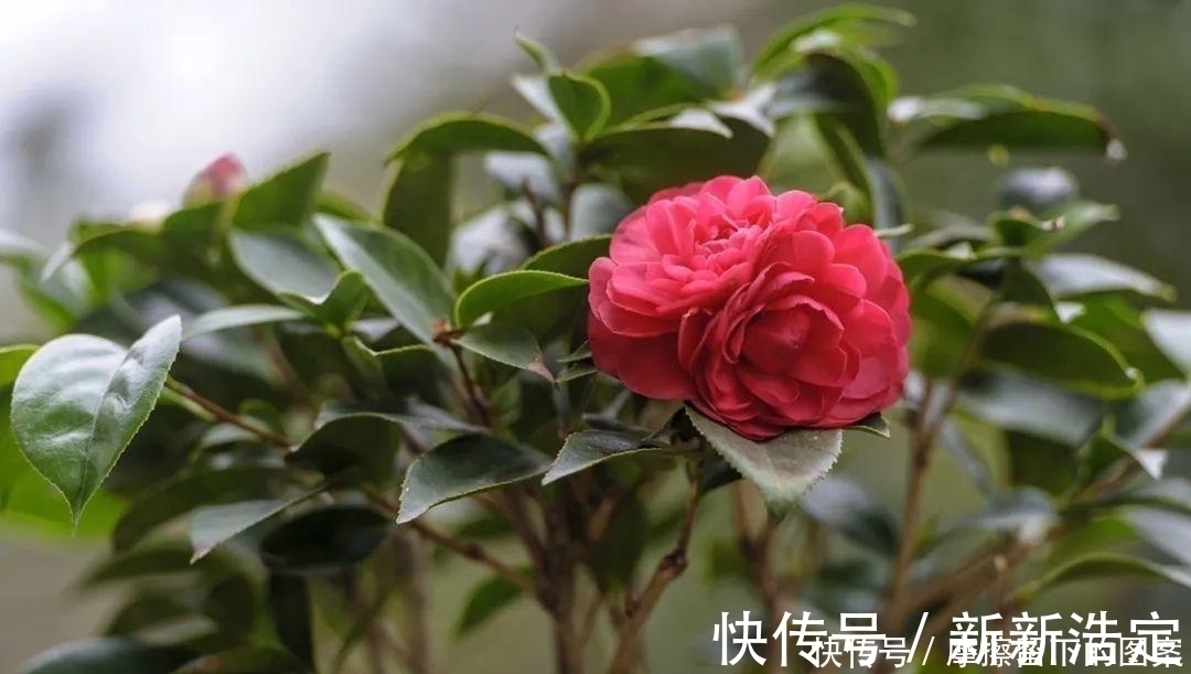 叶插|长寿开花变异了,十年都见不到一次,真稀罕