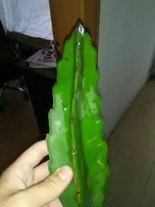 嫁接蟹爪兰,没有砧木怎么办,这样扦插三棱箭,一棵砧木变一百棵