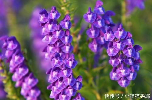 千古名方柴胡桂枝干姜汤,寒热同调,阴阳双补,慢性病的必备方