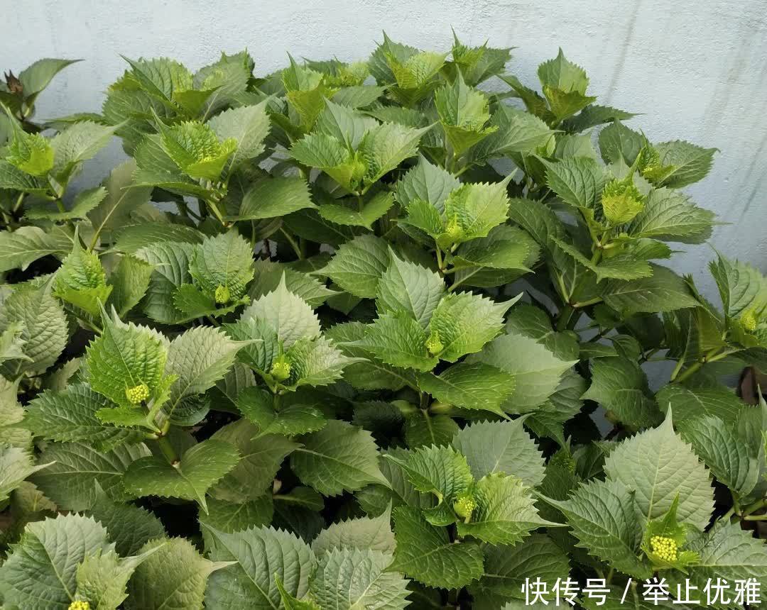 养好绣球花,有“2招”,枝子多花苞多开成花球