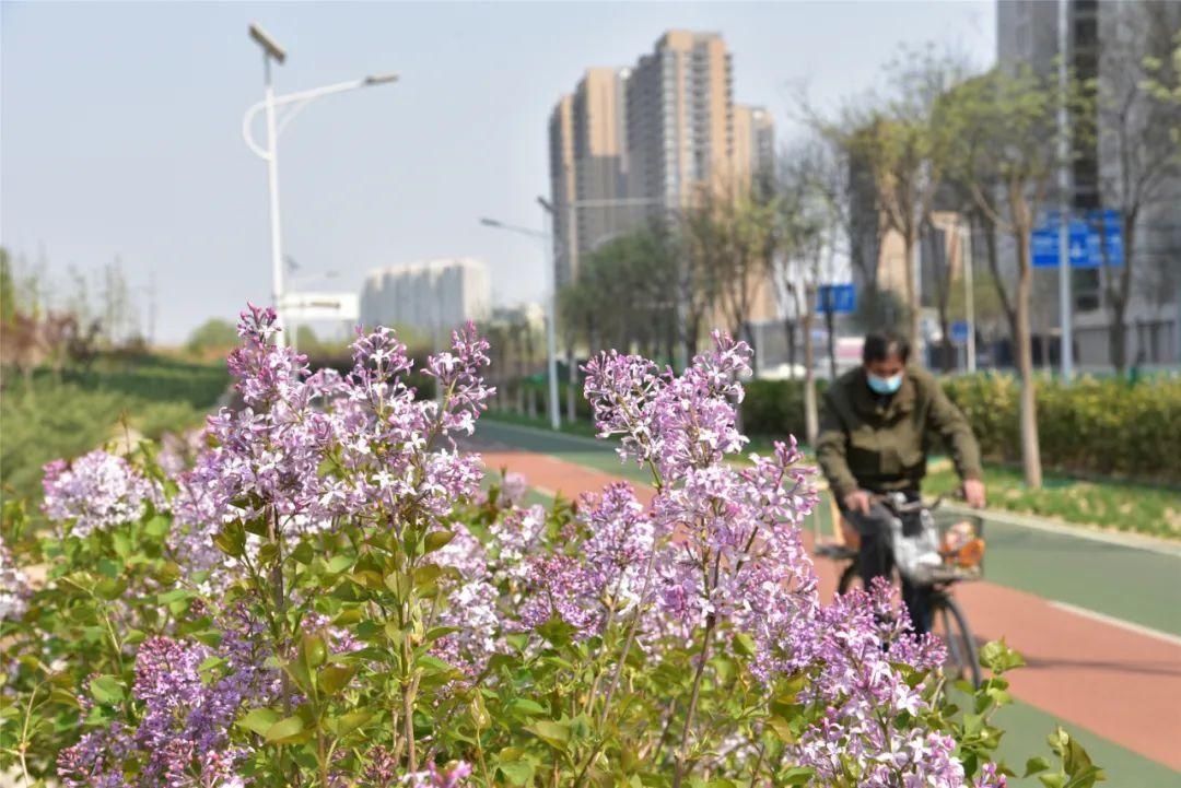 紫丁香、海棠芬芳馥郁，在昌平自行车专用路来一次观光骑行之旅吧