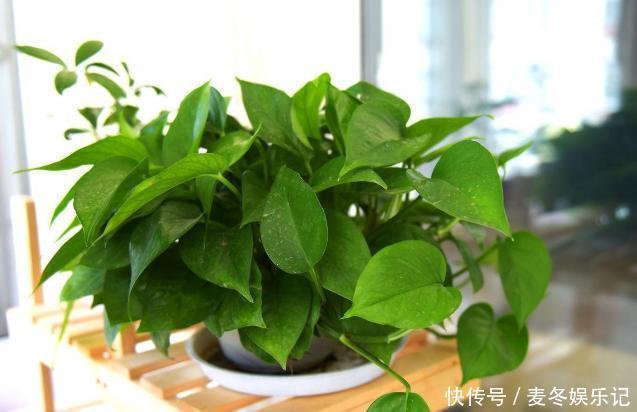 养花浇水顾及到这5个要素，就再也不担心植物缺水落叶掉花