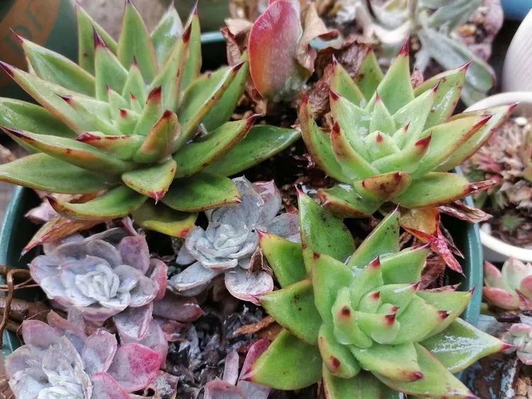 观音莲|90后川妹子的“丑肉”逆袭记!时光不弃,多肉常在!